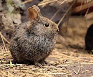 ¿Dónde está mi Teporingo?