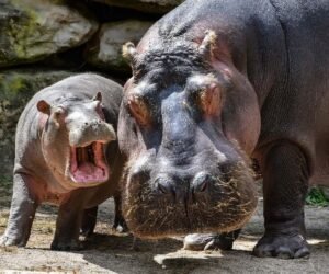 El origen del día de las madres y de todas las madres