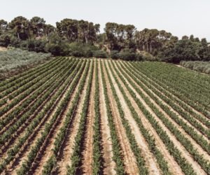La importancia de la agricultura regenerativa y el abandono de los agroquímicos tóxicos