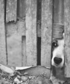 dog, street, gate