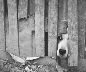 Perros callejeros y dueños irresponsables.