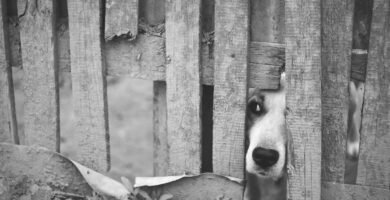 dog, street, gate