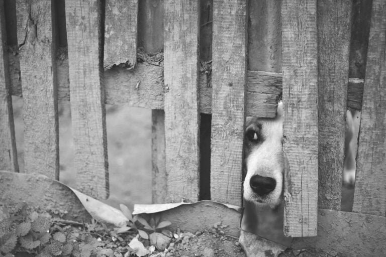 dog, street, gate