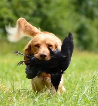 retrieve, dog, german quail