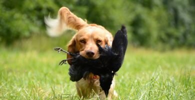 retrieve, dog, german quail