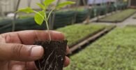 agriculture, organic, farm