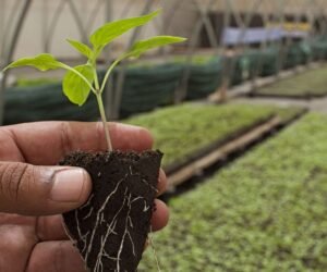 Oportunidades en la producción orgánica y agroecológica,