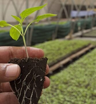 agriculture, organic, farm