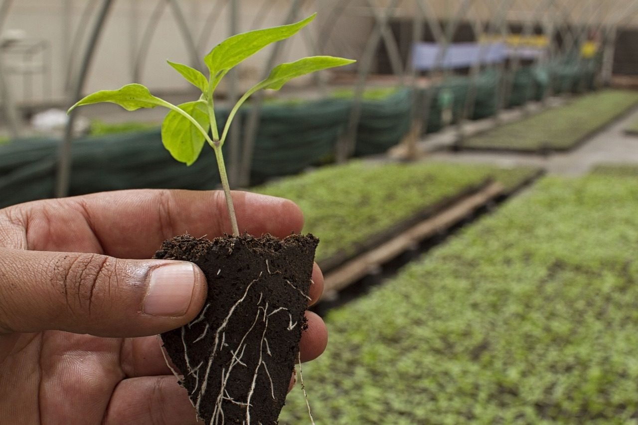 agriculture, organic, farm