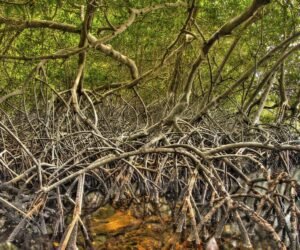 Ecoturismo, defensa para los humedales