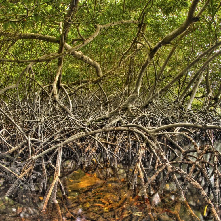 Ecoturismo, defensa para los humedales