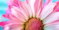 flower, nature, flora