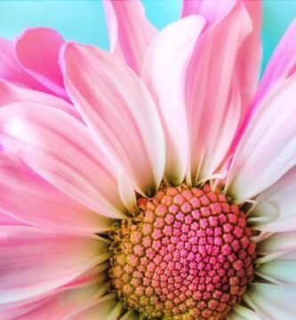 flower, nature, flora