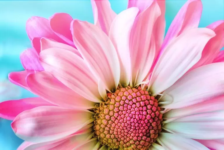 Va por la Tierra: Sustentabilidad Regenerativa 31 flower, nature, flora