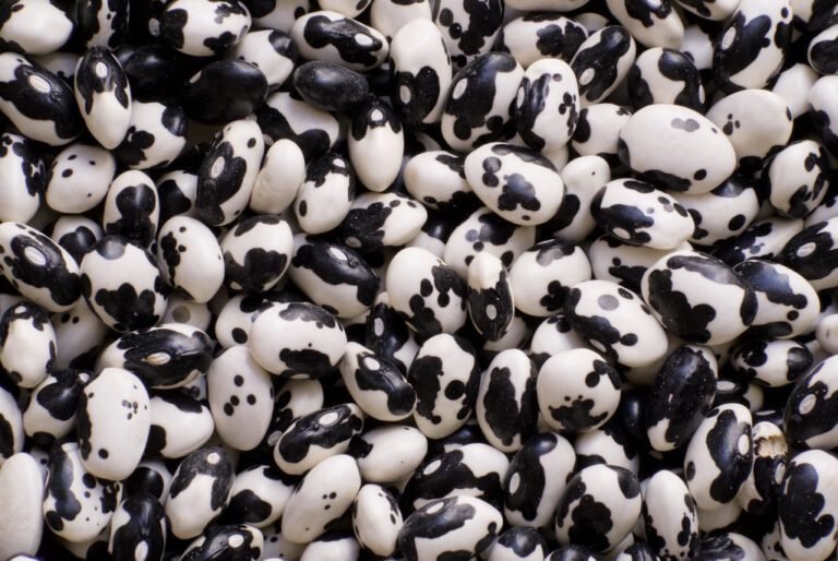 La interacción leguminosa-rhizobia, su importancia en el ambiente