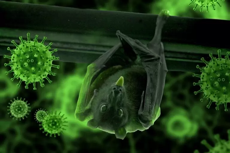 bat, hang, epidemic