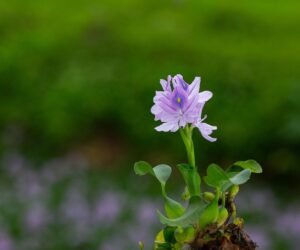 La provisión de agua y las áreas naturales protegidas