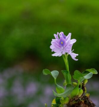 eichhornia crassipes, flower, nature