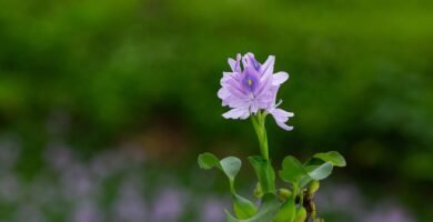 eichhornia crassipes, flower, nature