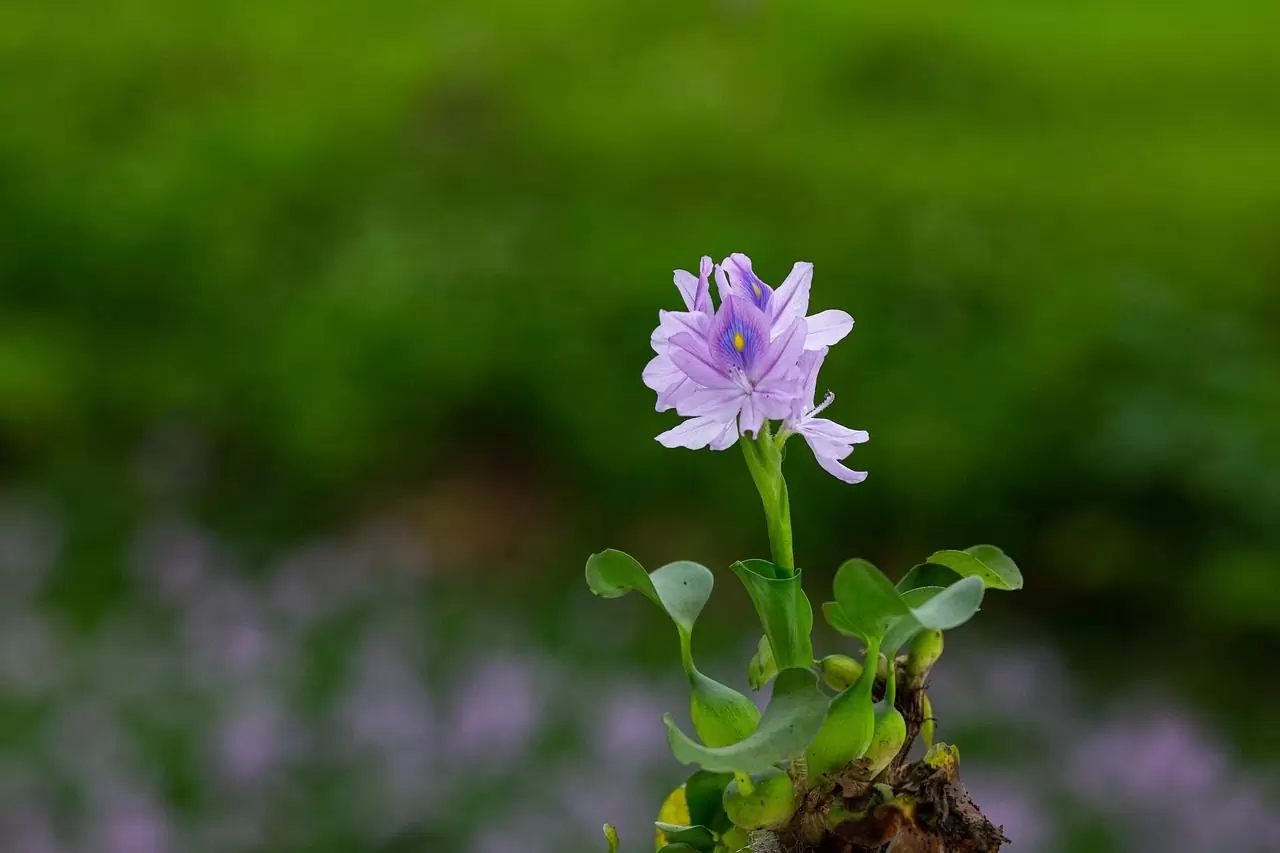 eichhornia crassipes, flower, nature