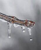 ice, melt, frost