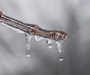 Solicitud ciudadana para que sea revisada, actualizada y publicada la Ley de Cambio Climático del Estado de Yucatán