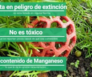 Clathrus ruber, el corazón del diablo