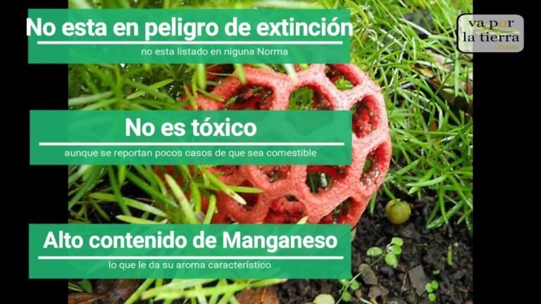 Clathrus ruber, el corazón del diablo