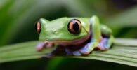 green frog on green leaf