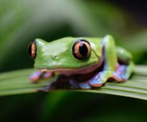 ¿Qué son las metas de Aichi?