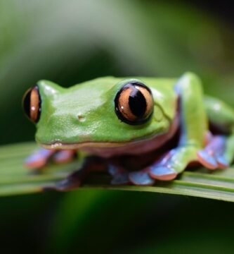 green frog on green leaf