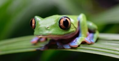 green frog on green leaf