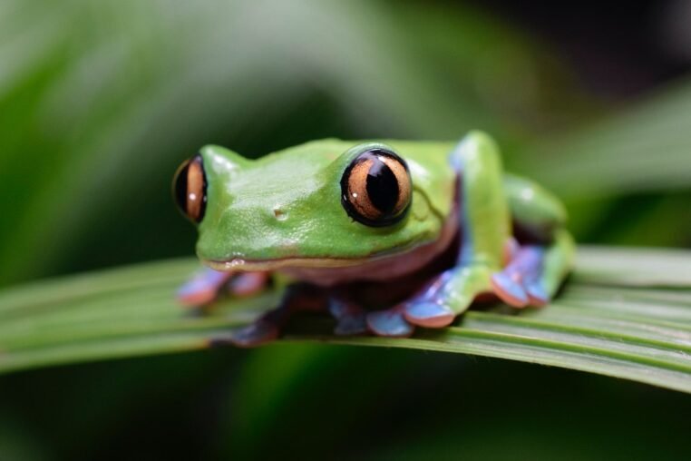 green frog on green leaf
