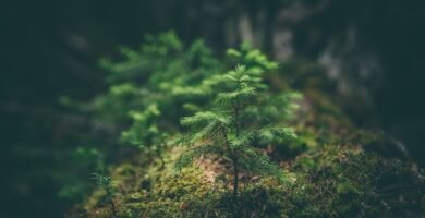 selective photography of green leaf plant