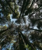 low angle photography of green trees during daytime