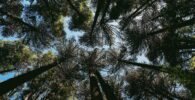 low angle photography of green trees during daytime