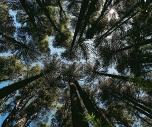 Felix Finkbeiner y sus 13,500 millones de árboles.