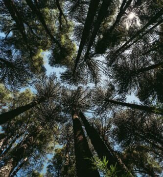 low angle photography of green trees during daytime