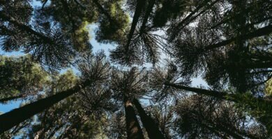 low angle photography of green trees during daytime