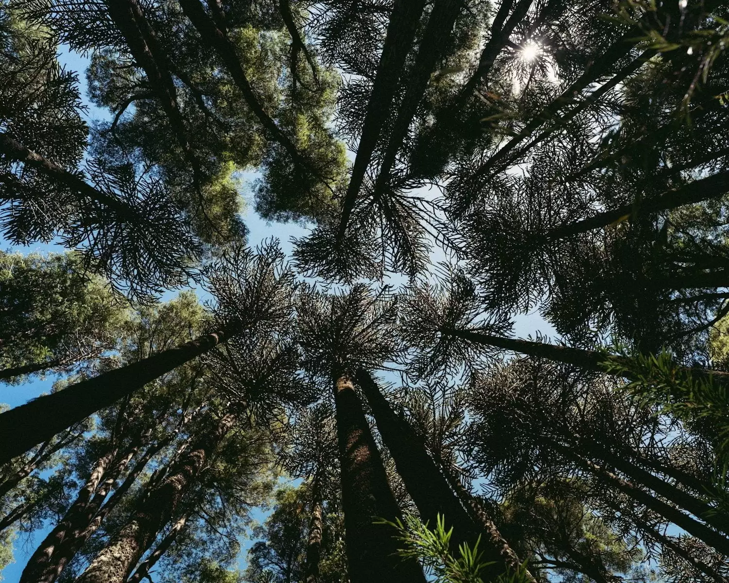 Felix Finkbeiner y sus 13,500 millones de árboles. 1 low angle photography of green trees during daytime