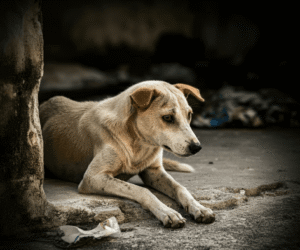 El Futuro de las Mascotas en Quintana Roo: Tenencia Responsable y Respeto Animal