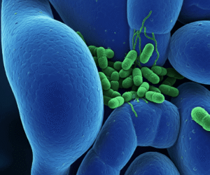 Apéndice: ¿Más que un Órgano Vestigial? Su Rol en el Sistema Inmune