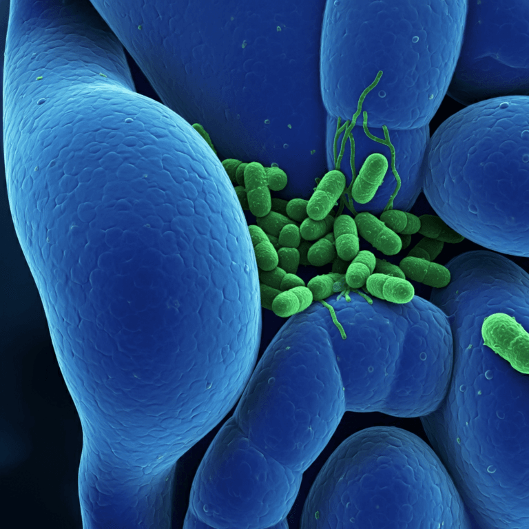 Apéndice: ¿Más que un Órgano Vestigial? Su Rol en el Sistema Inmune