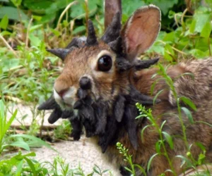 ¿The Last of Us versión Conejo?