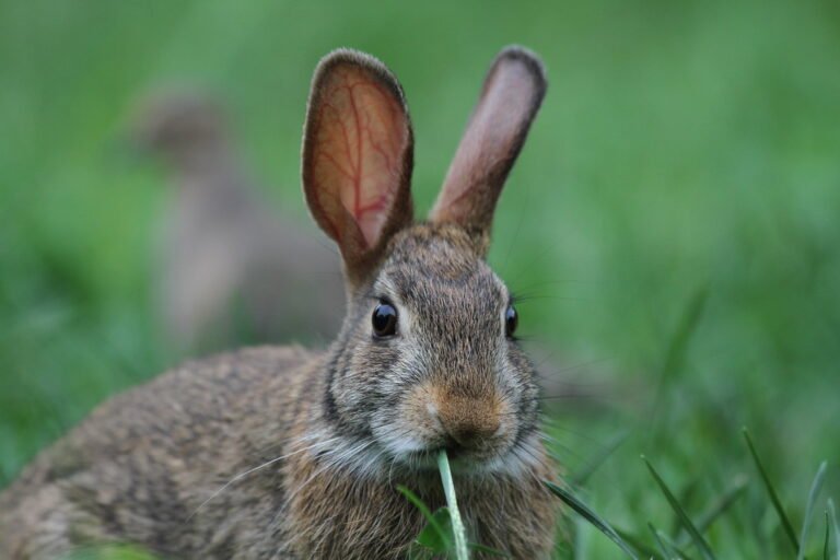 Sylvilagus floridanus
