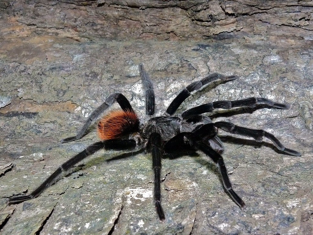 Brachypelma epicureanum