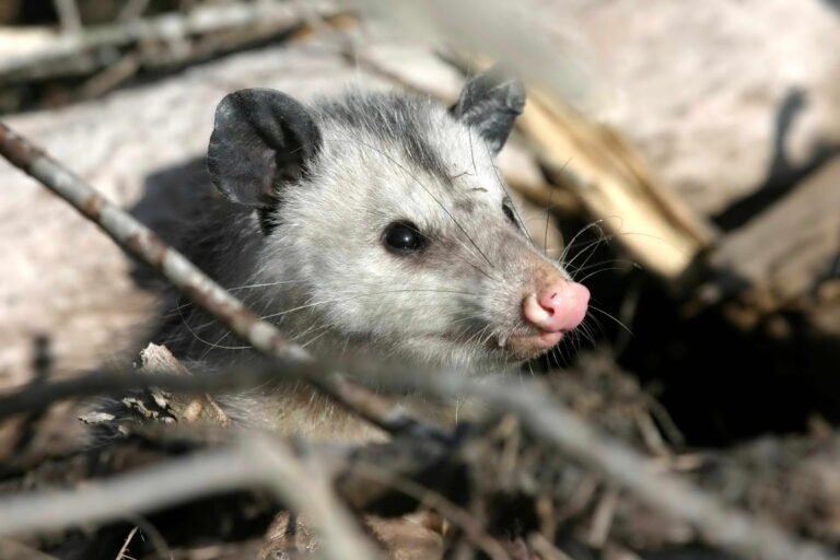 Didelphis marsupialis