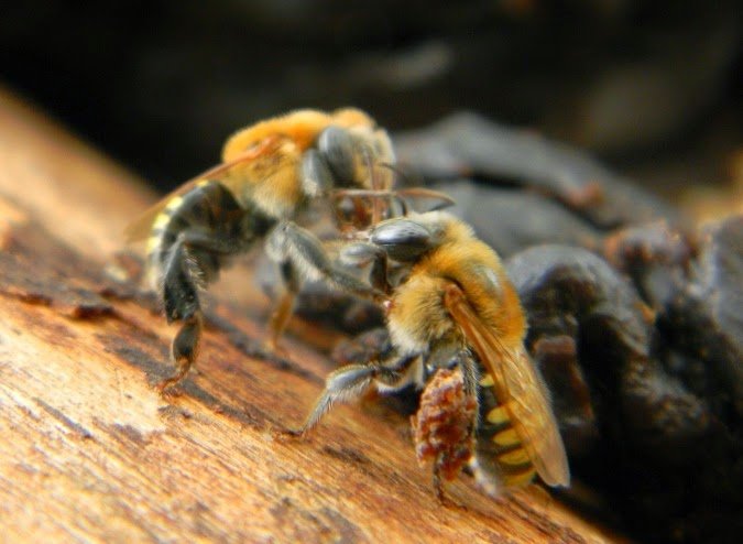 Melipona beecheii