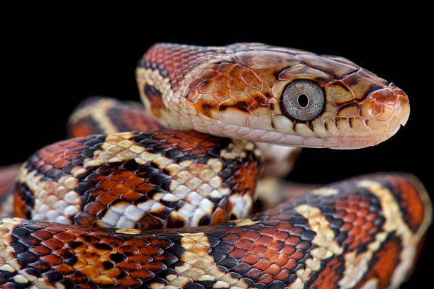 Pseudelaphe flavirufa