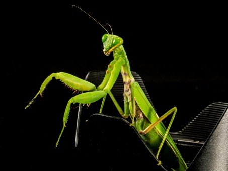 orden mantodea